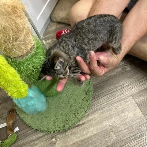 A baby small-sized female Gray / Blue / Silver Domestic Short Hair cat named Kinky for adoption in League City, TX