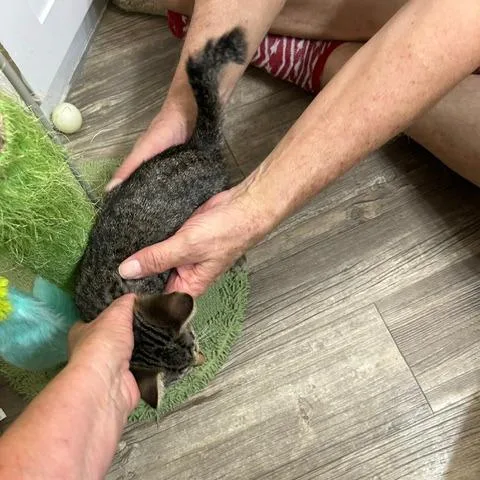 Kinky thumbnail 3