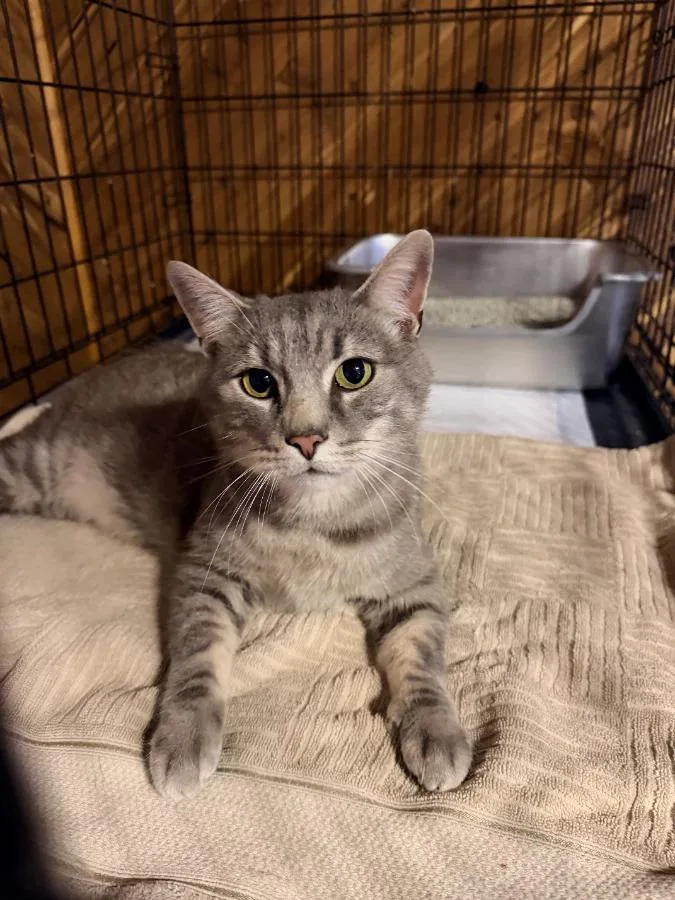 An adult large-sized male Tabby (Buff / Tan / Fawn) Domestic Short Hair cat named Sheldon for adoption in Romney, WV