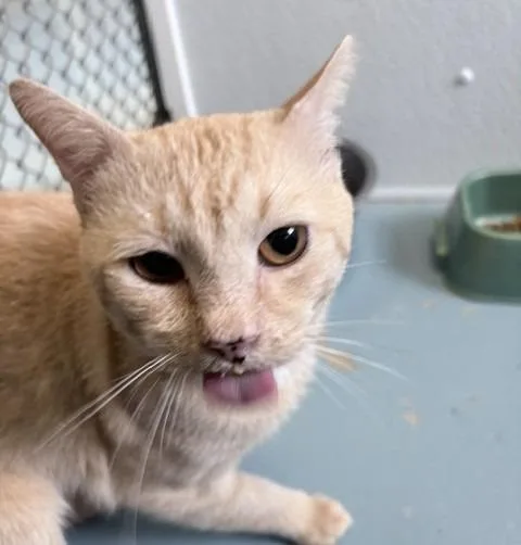 A young medium-sized male Domestic Short Hair cat named Geoff for adoption in Ogdensburg, NY