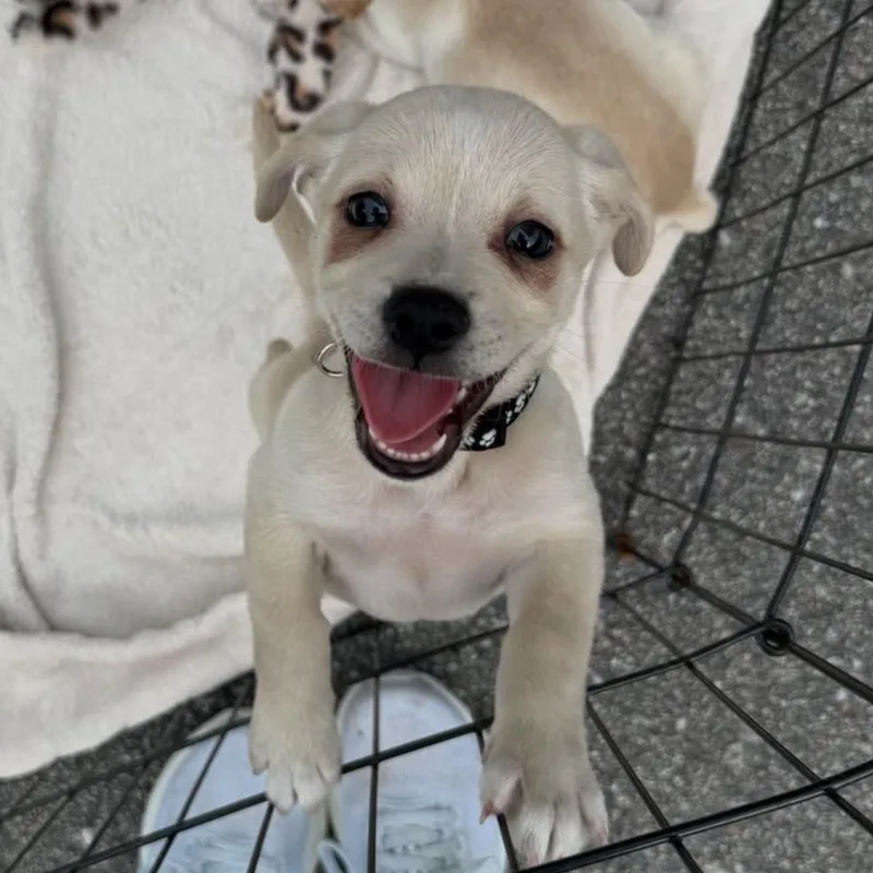 A baby small-sized male Yellow / Tan / Blond / Fawn Terrier dog named Cog for adoption in Columbia, SC