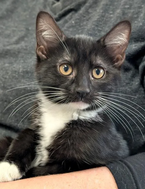 A baby small-sized female Domestic Short Hair cat named Tina for adoption in Canfield, OH