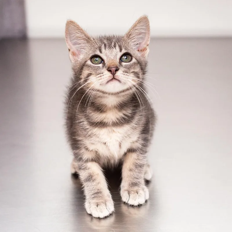 A baby small-sized male Gray / Blue / Silver Domestic Short Hair cat named Nigel Uno for adoption in Hattiesburg, MS