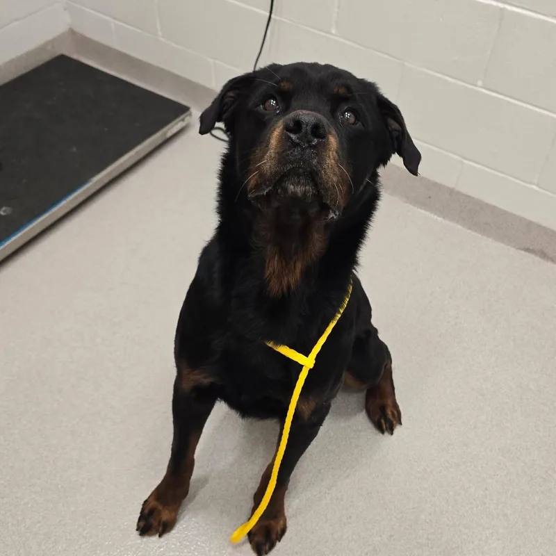 An adult large-sized male Black Rottweiler dog named 26-211 for adoption in Amityville, NY