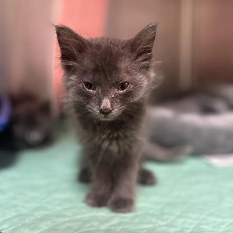 A baby small-sized male Gray / Blue / Silver Domestic Medium Hair cat named Sheldon for adoption in Kyle, TX