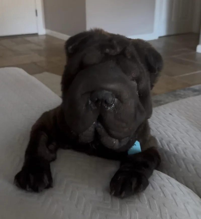 An adult medium-sized female Shar-Pei dog named Elphaba aka Effie for adoption in Lake Forest, CA