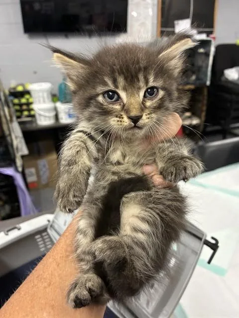A baby small-sized female Domestic Long Hair cat named A for adoption in Casper, WY