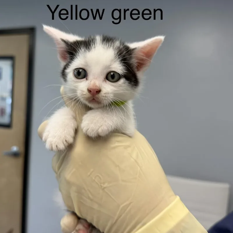A baby small-sized male White Domestic Short Hair cat named Philodendron for adoption in Watertown, NY