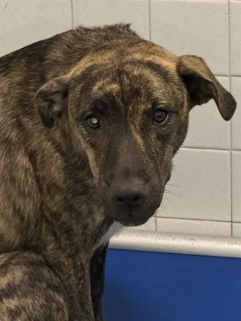 A young large-sized female Mixed Breed dog named Scarlett for adoption in Dallas, TX