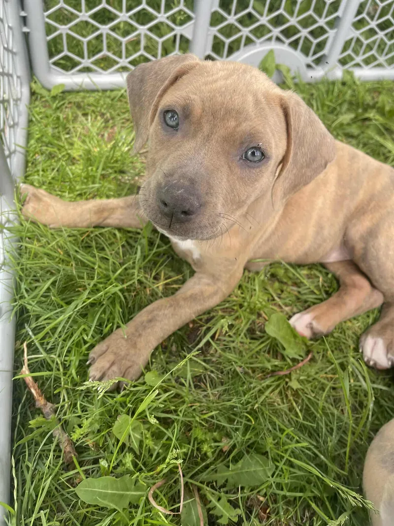 A baby large-sized female Brindle Mixed Breed dog named Madelyn for adoption in Kenosha, WI