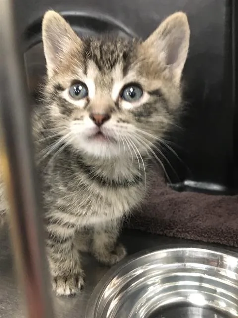A baby small-sized male Domestic Short Hair cat named Sam for adoption in Dallas, TX