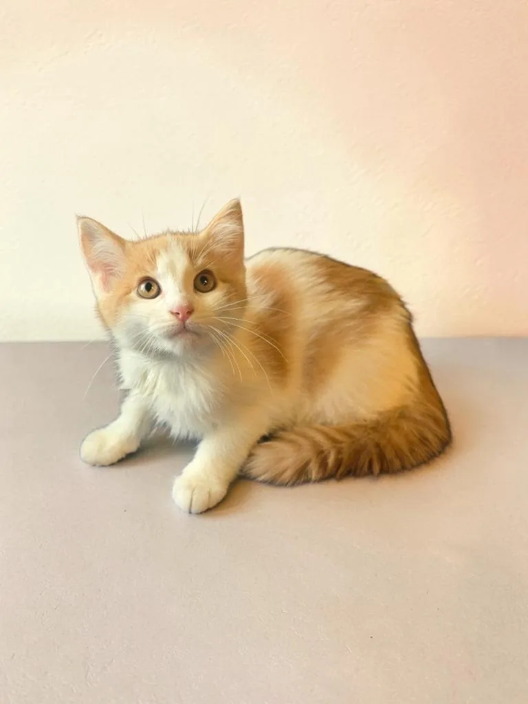 A baby small-sized female Domestic Short Hair cat named Angelica for adoption in Barron, WI