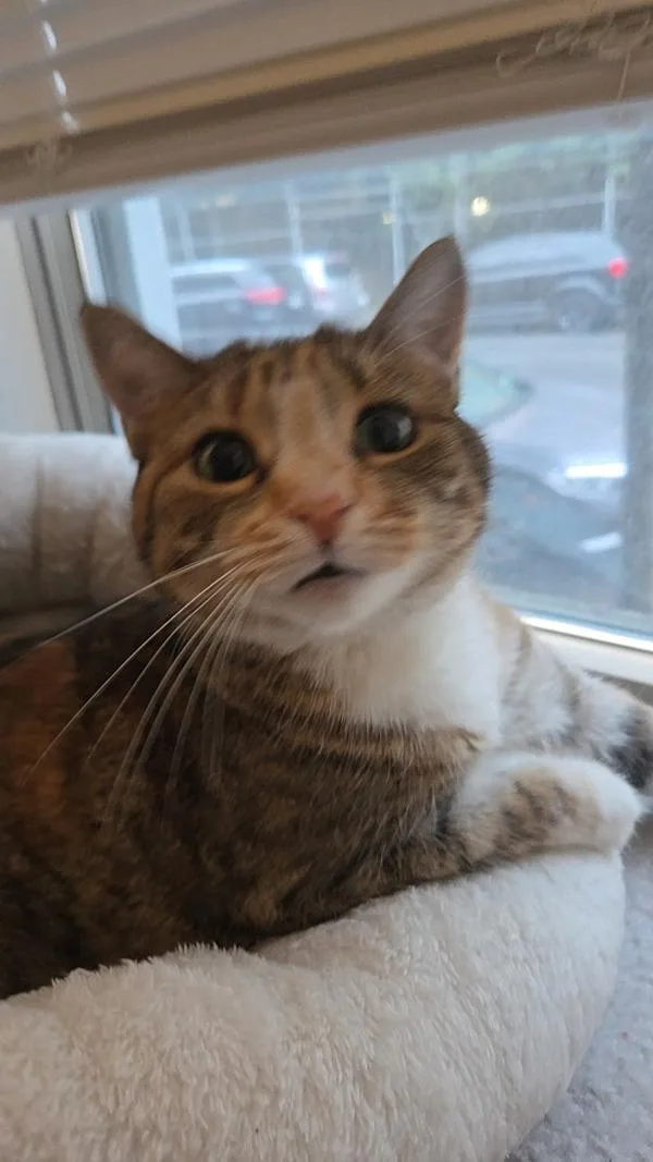 An adult large-sized female Domestic Short Hair cat named Davita for adoption in New York, NY