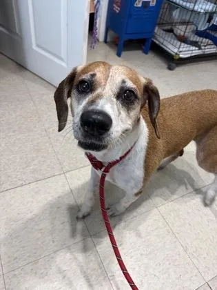 A senior medium-sized female Yellow / Tan / Blond / Fawn Coonhound dog named May May for adoption in Key West, FL