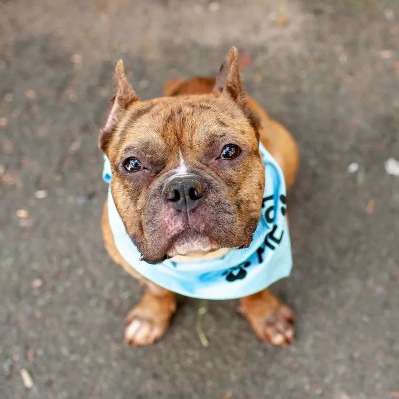 An adult medium-sized male Pit Bull Terrier dog named Ricky the pocket pittie for adoption in Stamford, CT