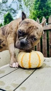 Ricky the pocket pittie thumbnail 3