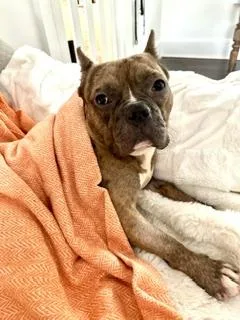 Ricky the pocket pittie thumbnail 4