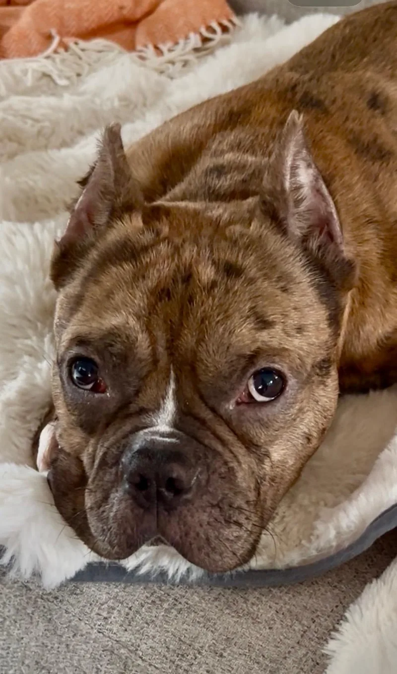 Ricky the pocket pittie thumbnail 6