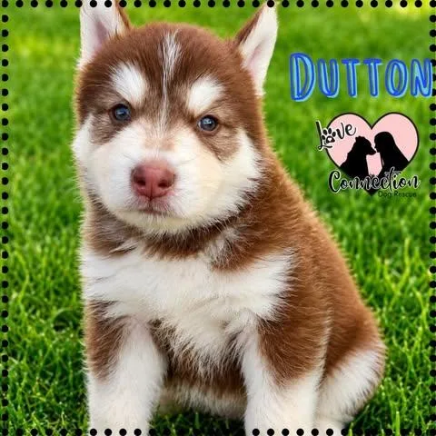 Dutton