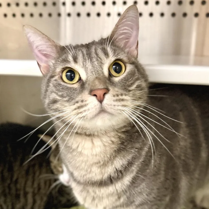 Huggy Wuggy thumbnail 2