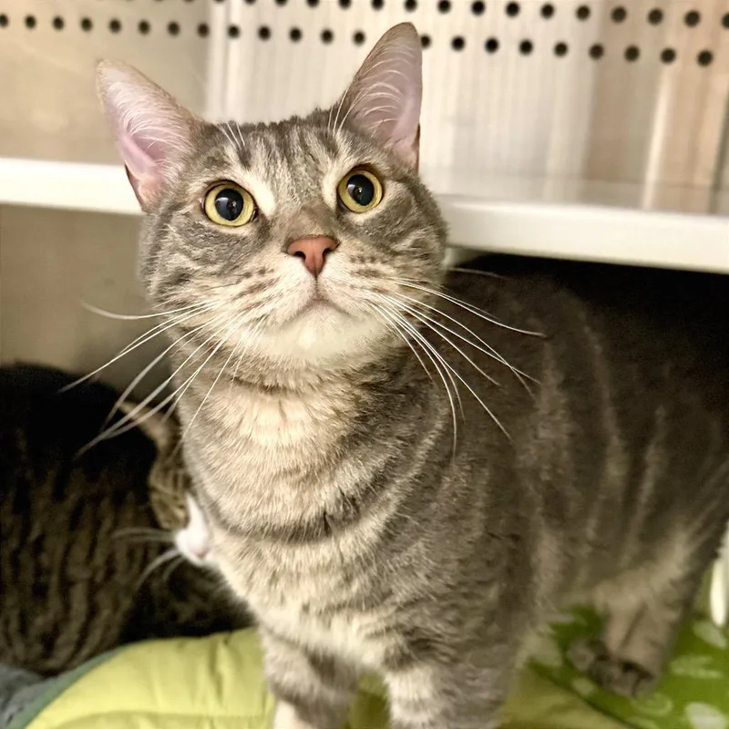 Huggy Wuggy thumbnail 3