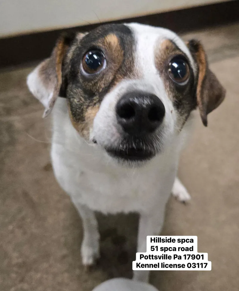 An adult small-sized male Tricolor (Brown, Black, & White) Rat Terrier dog named Owen for adoption in Pottsville, PA