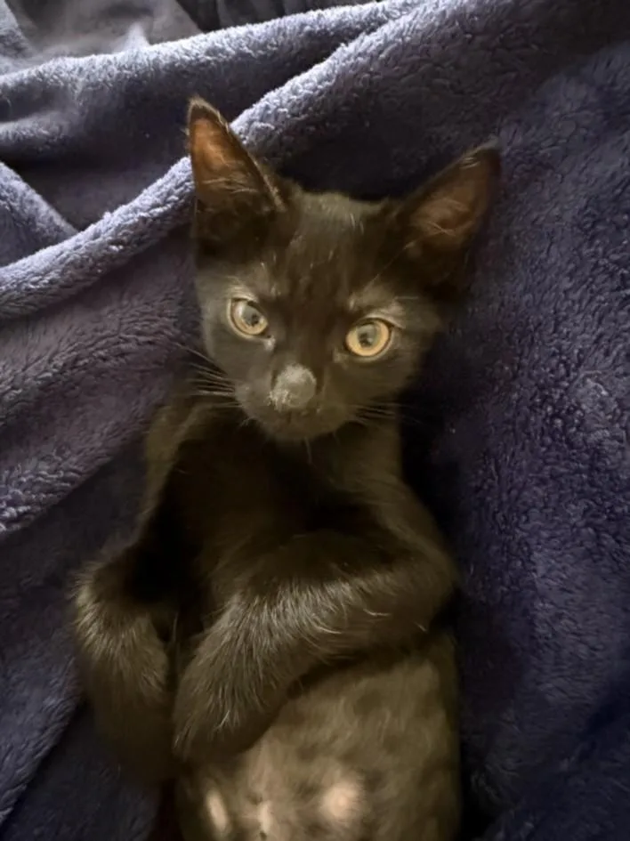 A baby small-sized female Domestic Short Hair cat named Mcdonalds Sprite for adoption in Burbank, CA