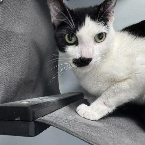 An adult medium-sized male Domestic Short Hair cat named Charlie Chaplin for adoption in Toms River, NJ