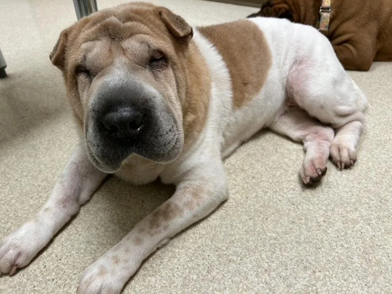 An adult medium-sized female Shar-Pei dog named Luna for adoption in Lake Forest, CA