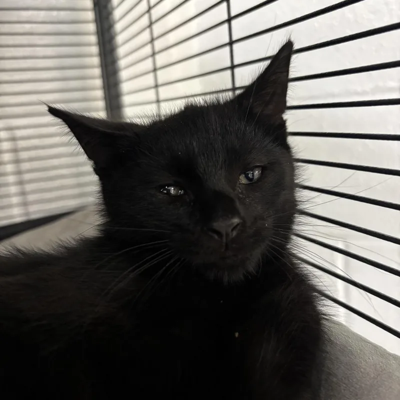 A baby small-sized male Black Domestic Short Hair cat named Des for adoption in Hampton Bays, NY