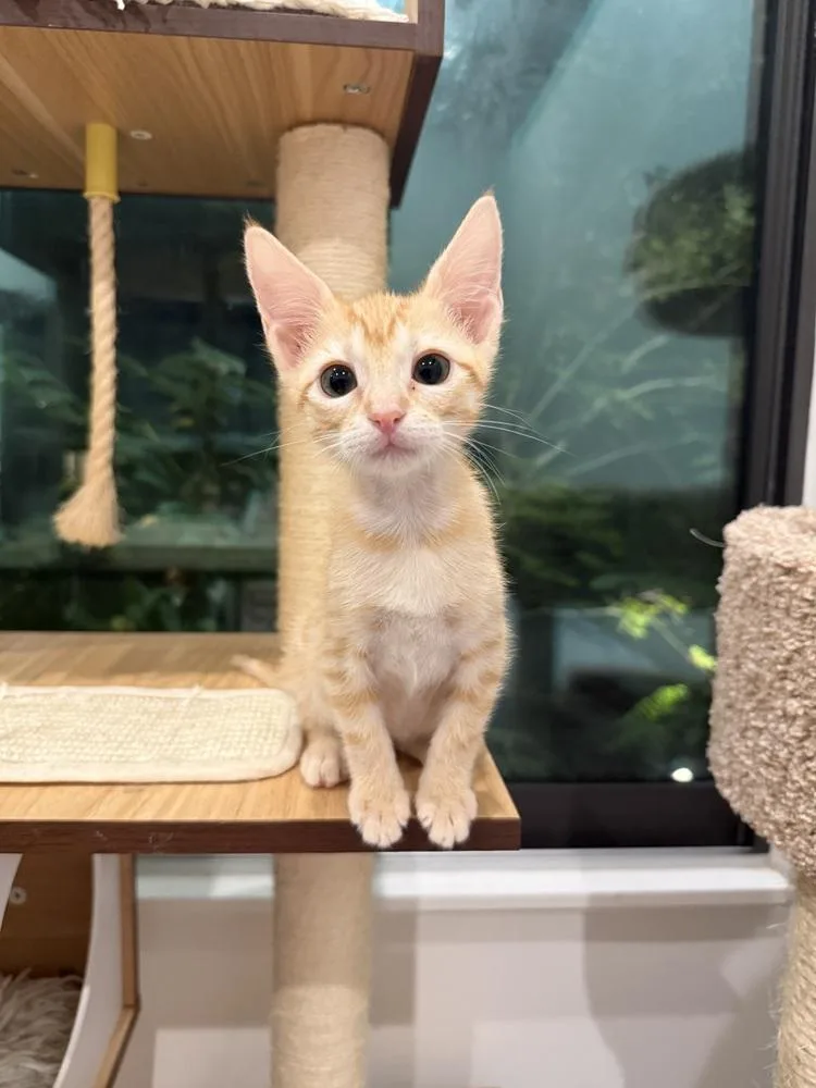 A baby small-sized female Tabby cat named Arietta for adoption in Dallas, TX