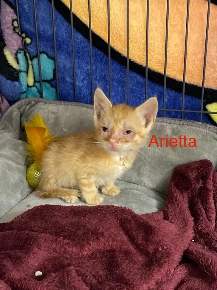 Arietta thumbnail 3