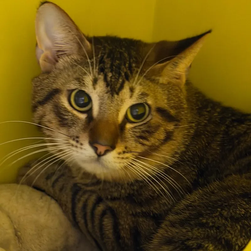 An adult large-sized male Brown / Chocolate Domestic Short Hair cat named James for adoption in Waukesha, WI