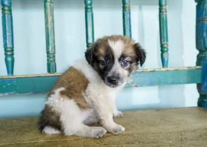 A baby small-sized female Fox Terrier dog named Sand Toys for adoption in San Antonio, TX