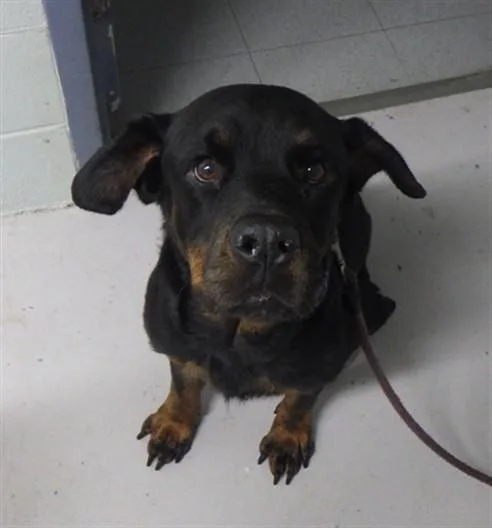An adult large-sized female Rottweiler dog named Naomi for adoption in Augusta, GA