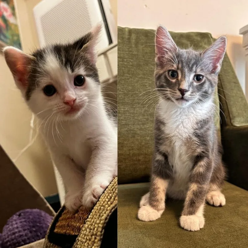A baby medium-sized male Domestic Short Hair cat named Chance Mooney for adoption in Minneapolis, MN