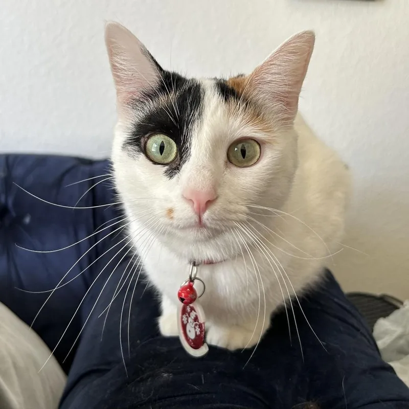 An adult medium-sized female White Domestic Short Hair cat named Holly for adoption in Tempe, AZ