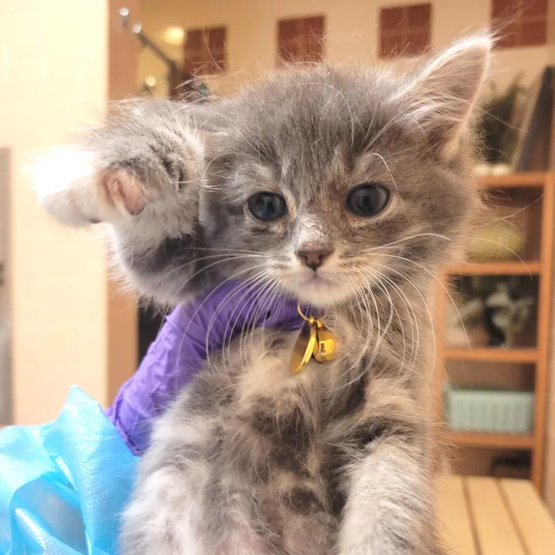 A baby small-sized female Gray / Blue / Silver Domestic Short Hair cat named Moon for adoption in Westminster, CA