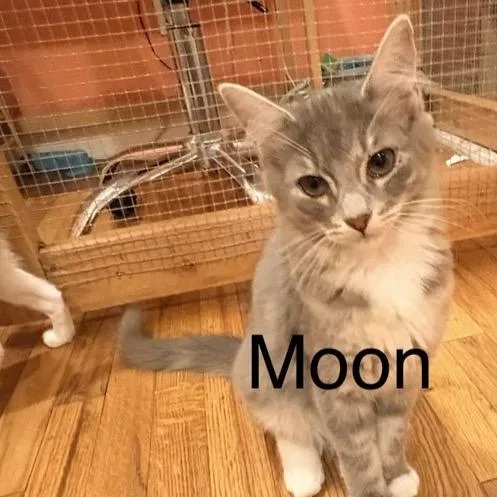 Moon thumbnail 2