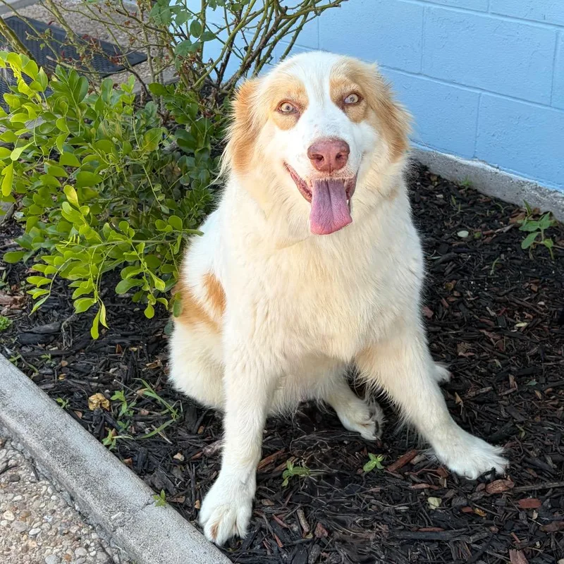 An adult large-sized female Brown / Chocolate Great Pyrenees dog named Camelia for adoption in Bastrop, TX
