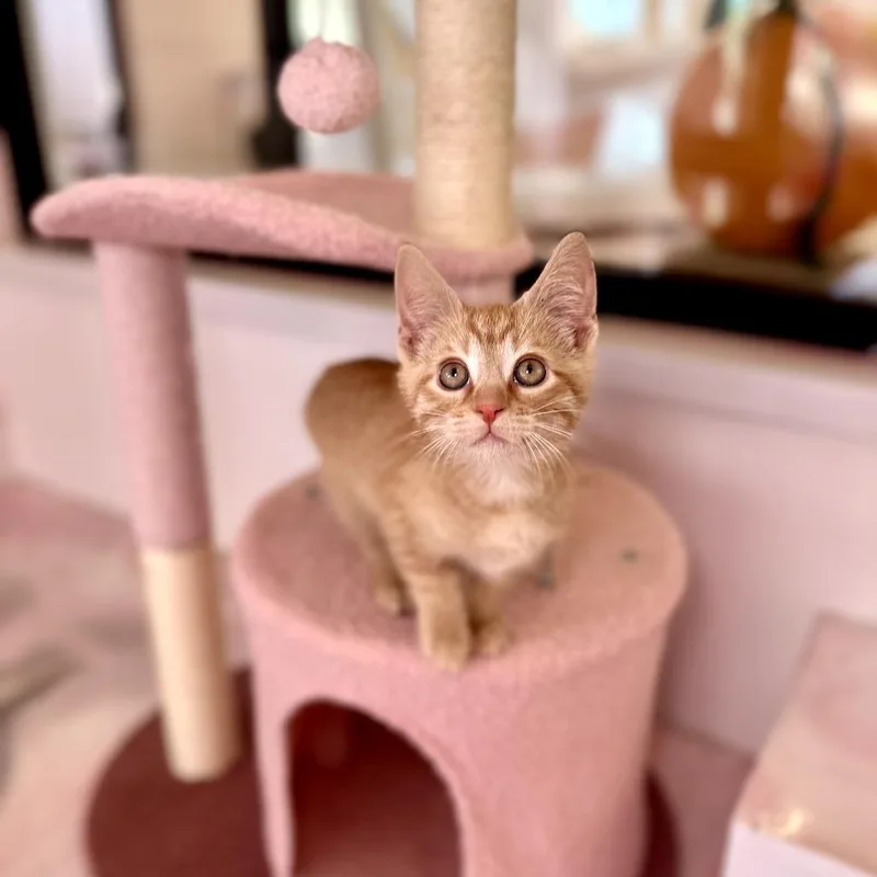 A baby small-sized male Orange / Red Domestic Short Hair cat named Arnie for adoption in Forest Park, IL