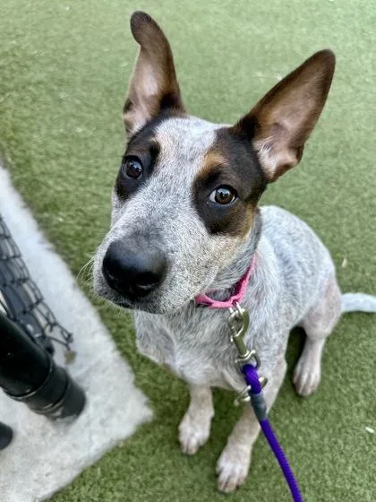 A young medium-sized female Mixed Breed dog named Starlight Aura for adoption in Wichita, KS