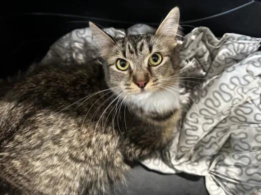 A young large-sized female Domestic Short Hair cat named Lola for adoption in Los Angeles, CA