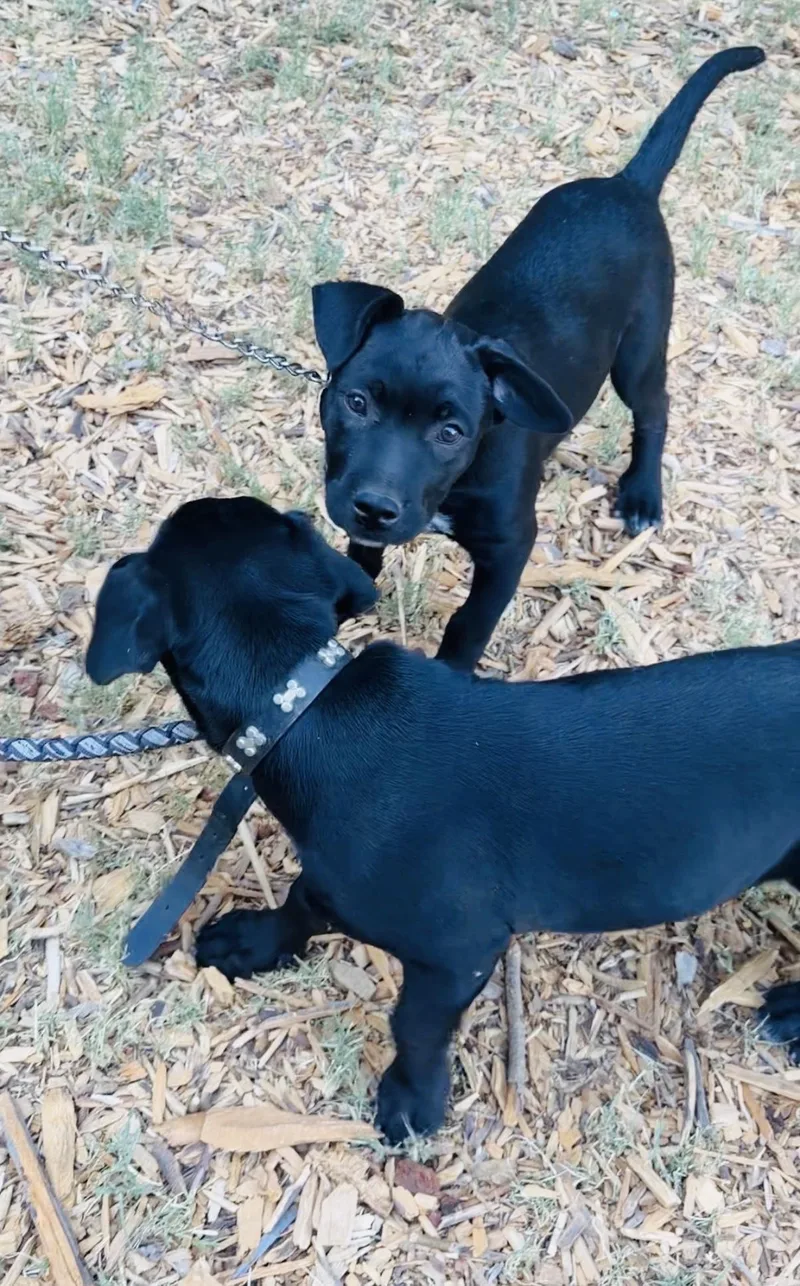 A baby medium-sized female Black Labrador Retriever dog named Week Old Puppies for adoption in Torrance, CA