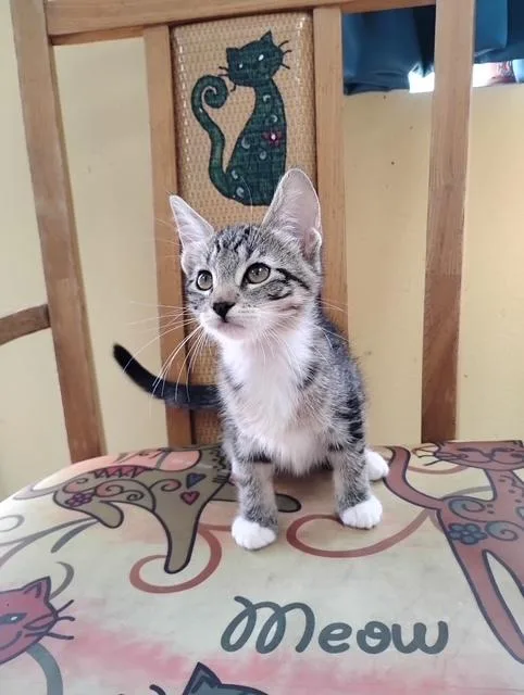 A baby small-sized female Tabby cat named Tilly for adoption in Crescent City, FL