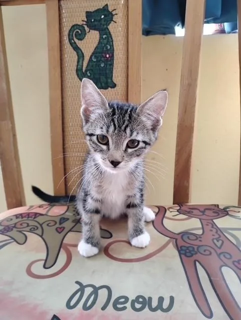 Tilly thumbnail 2