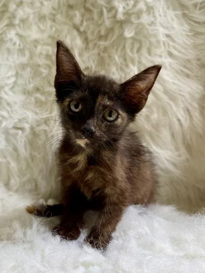 A baby medium-sized female Domestic Short Hair cat named Dolce for adoption in Picayune, MS