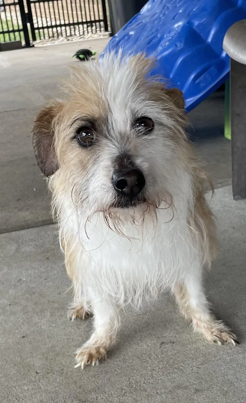 An adult small-sized male White / Cream Terrier dog named Malachai HOLD for adoption in Canton, OH