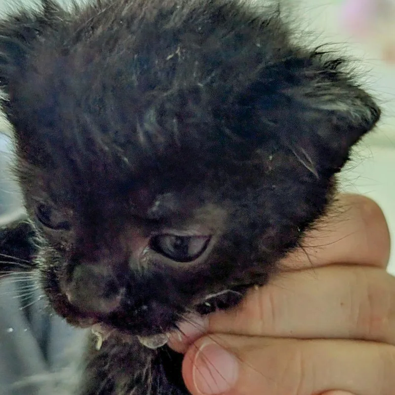 A baby small-sized male Black Domestic Short Hair cat named Jester for adoption in Chapel Hill, NC