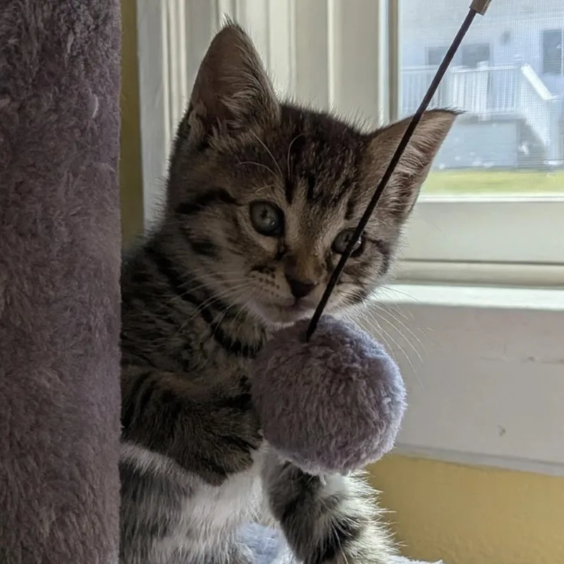 A baby small-sized female Brown / Chocolate Domestic Short Hair cat named Coco for adoption in Cathlamet, WA